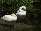 Whooper Swans, River Clyde at Barons Haugh