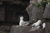 Fulmar, Handa, Highland
