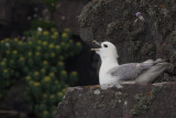 Fulmar, Handa, Highland