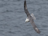 Fulmar, Handa, Highland