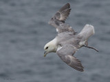 Fulmar, Handa, Highland