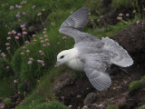 Fulmar, Handa, Highland