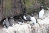 Guillemots, Handa, Highland
