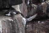 Guillemots, Handa, Highland