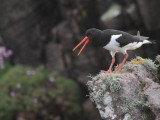 Oystercatcher, Handa, Highland