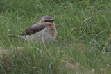 Wheatear, Handa, Highland