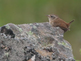 Wren, Handa, Highland