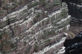 Sea bird colony on Handa Island