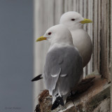 Kittiwake, Vardo, Norway