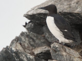 Common Guillemot, Hornya Island, Norway