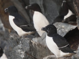 Razorbill, Hornya Island, Norway