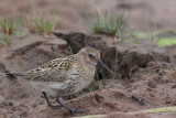 Dunlin, Loch Lomond NNR, Clyde