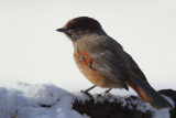 Siberian Jay, Kuusamo area, Finland