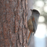 Siberian Jay, Kuusamo area, Finland