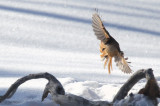Siberian Jay, Kuusamo area, Finland