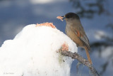 Siberian Jay, Kuusamo area, Finland