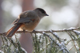 Siberian Jay, Kuusamo area, Finland