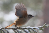 Siberian Jay, Kuusamo area, Finland