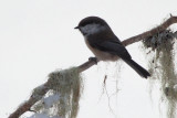 Siberian Tit, Kuusamo, Finland