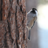 Siberian Tit, Kuusamo, Finland
