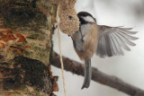 Siberian Tit, Kaamanen, Finland