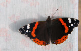 Red Admiral, Baillieston, Glasgow