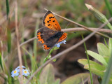 Small Copper, RSPB Loch Lomond