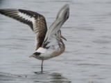 Black-tailed Godwit, RSPB Barons Haugh, Clyde
