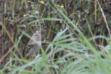 Common Rosefinch, Fair Isle