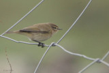 Chiffchaff, Fair Isle