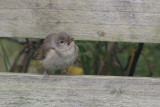 Garden Warbler, Fair Isle