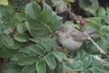 Garden Warbler, Fair Isle