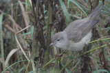 Garden Warbler, Fair Isle