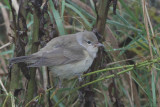 Garden Warbler, Fair Isle