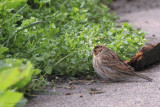 Little Bunting, Fair Isle