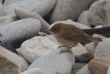 Reed Warbler, Fair Isle