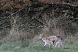 Fallow Deer, Gartfairn Marsh, Loch Lomond NNR