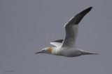 Gannet, Gutcher-Belmont ferry, Shetland