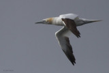 Gannet, Gutcher-Belmont ferry, Shetland