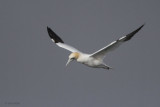 Gannet, Gutcher-Belmont ferry, Shetland