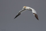 Gannet, Gutcher-Belmont ferry, Shetland