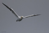 Gannet, Gutcher-Belmont ferry, Shetland