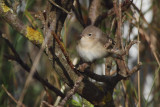 Garden Warbler, Clingera-Unst, Shetland
