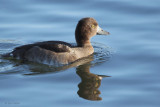 Tufted Duck (female), Hogganfield Loch, Glasgow