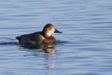 Pochard (female), Hogganfield Loch, Glasgow