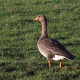 Greenland White-fronted Goose, Loch Lomond NNR, Clyde