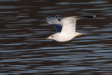 Ring-billed Gull, Strathclyde CP, Clyde