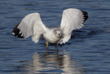 Ring-billed Gull, Strathclyde CP, Clyde