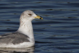 Ring-billed Gull, Strathclyde CP, Clyde