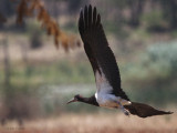 Abdims Stork